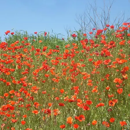 בית הארחה Domaine De Blanche Fleur